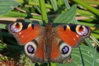Aglais io