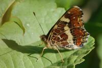 Araschnia levana