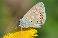 Polyommatus icarus