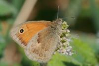 Coenonympha pamphilus