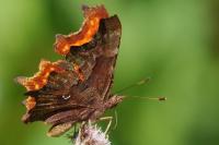 Polygonia c-album