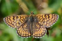 Melitaea cinxia