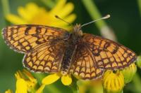Melitaea parthenoides