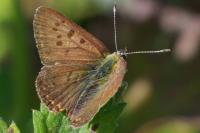 Lycaena tityrus