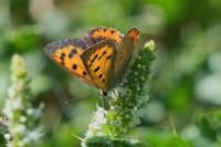 Lycaena phlaeas