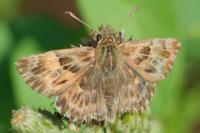 Carcharodus alceae