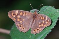 Pararge aegeria