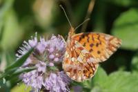 Boloria dia