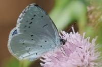 Celastrina argiolus
