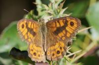 Lasiommata megera