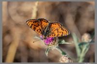 Melitaea didyma