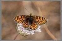 Melitaea parthenoides