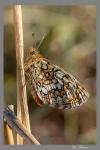 Melitaea parthenoides
