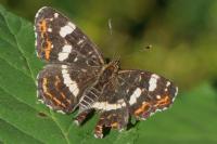 Araschnia levana
