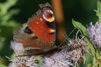 Aglais io