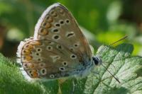 Polyommatus icarus