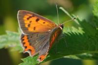 Lycaena phlaeas