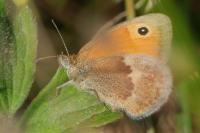 Coenonympha pamphilus