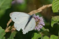 Pieris napi