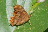 Polygonia c-album