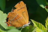 Thecla betulae