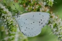 Celastrina argiolus