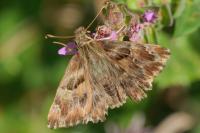 Carcharodus alceae