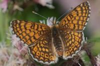 Melitaea cinxia