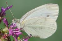 Pieris napi