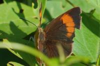 Thecla betulae
