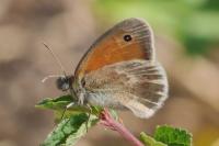 Coenonympha pamphilus