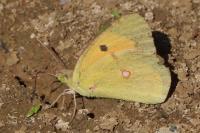 Colias crocea