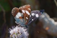Limenitis reducta
