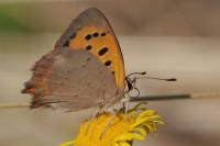 Lycaena phlaeas