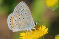 Polyommatus icarus