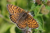 Melitaea cinxia