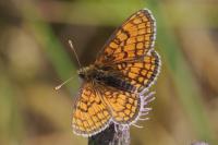 Melitaea parthenoides