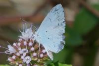 Celastrina argiolus