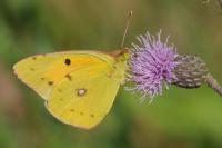 Colias crocea
