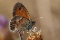 Coenonympha pamphilus