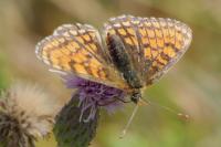 Melitaea parthenoides