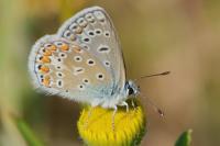 Polyommatus icarus