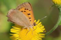 Lycaena phlaeas