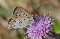 Lycaena tityrus