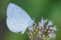 Celastrina argiolus