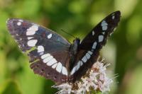 Limenitis reducta