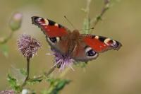 Aglais io