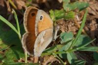 Coenonympha pamphilus