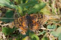 Melitaea didyma