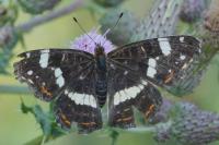 Araschnia levana